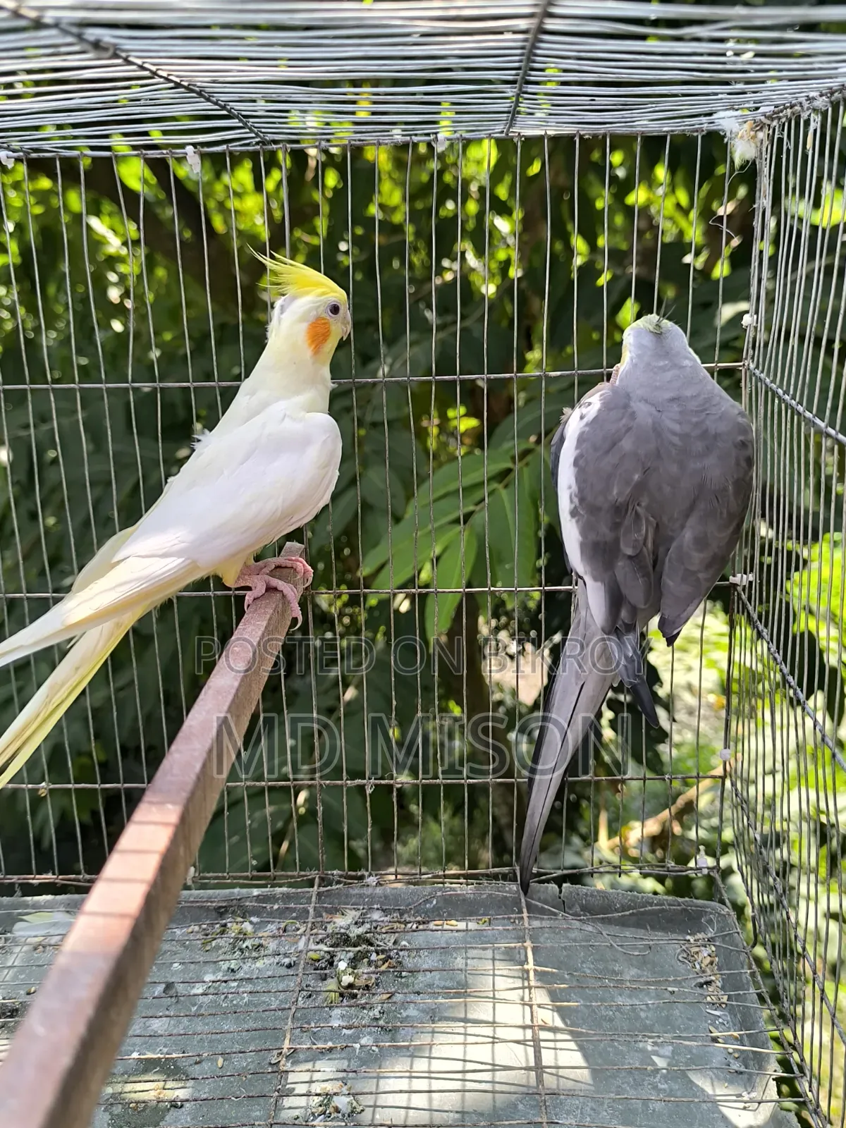 Running Cockatiel Pair Will Be Sold