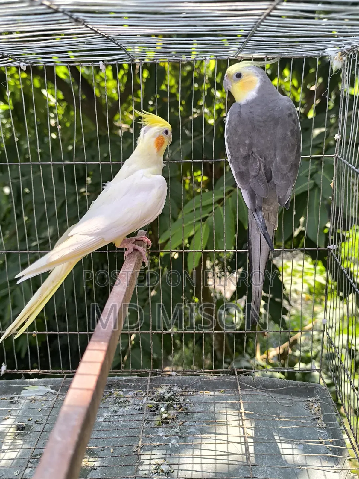 Running Cockatiel Pair Will Be Sold
