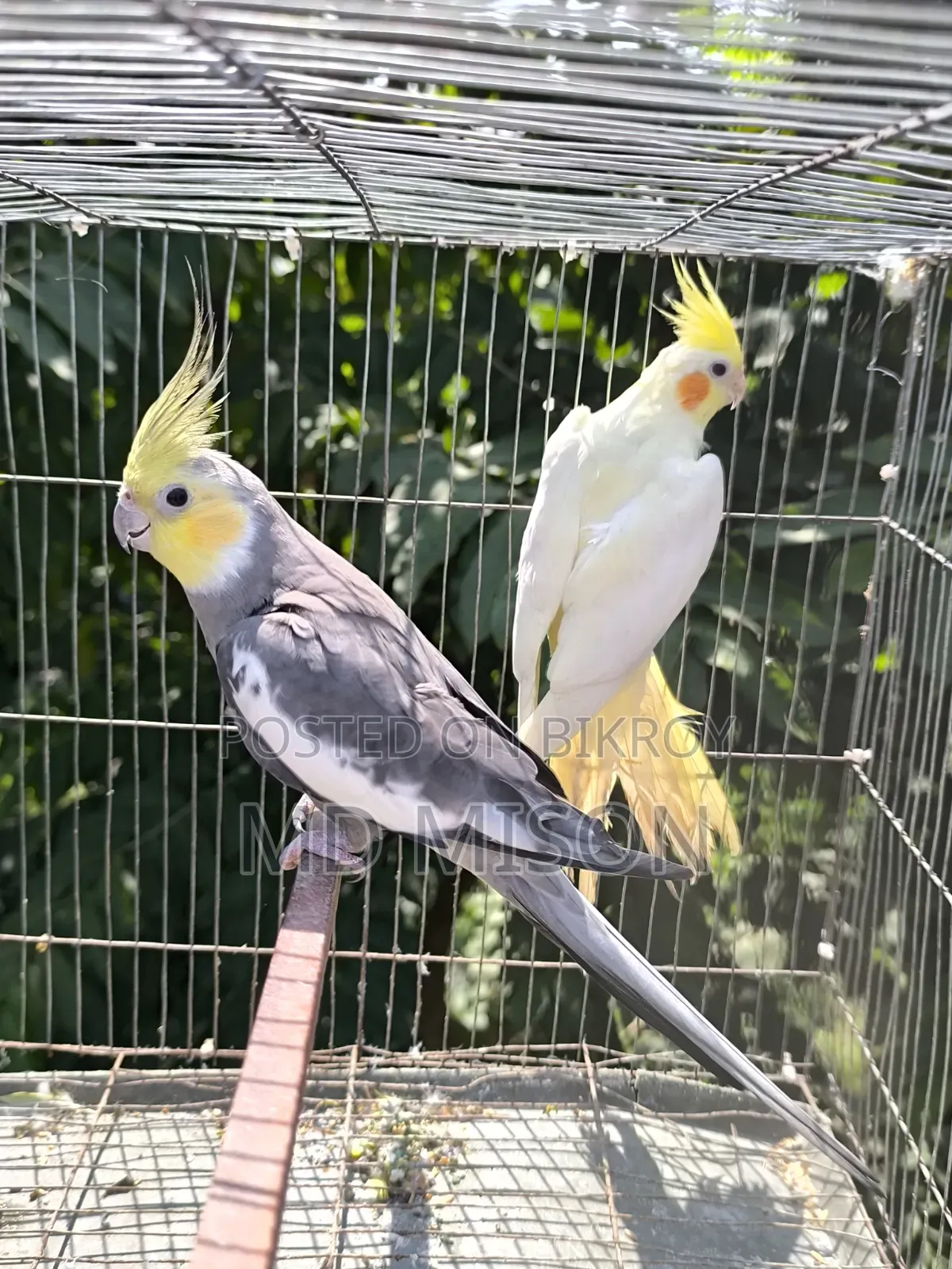 Running Cockatiel Pair Will Be Sold