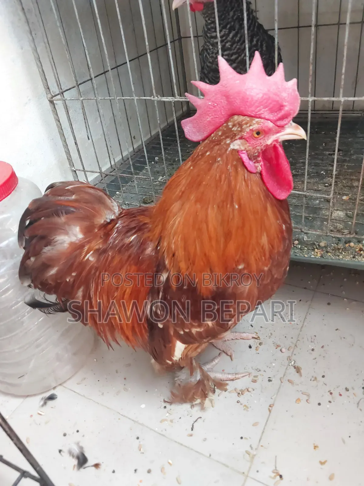 Chickens will be sold