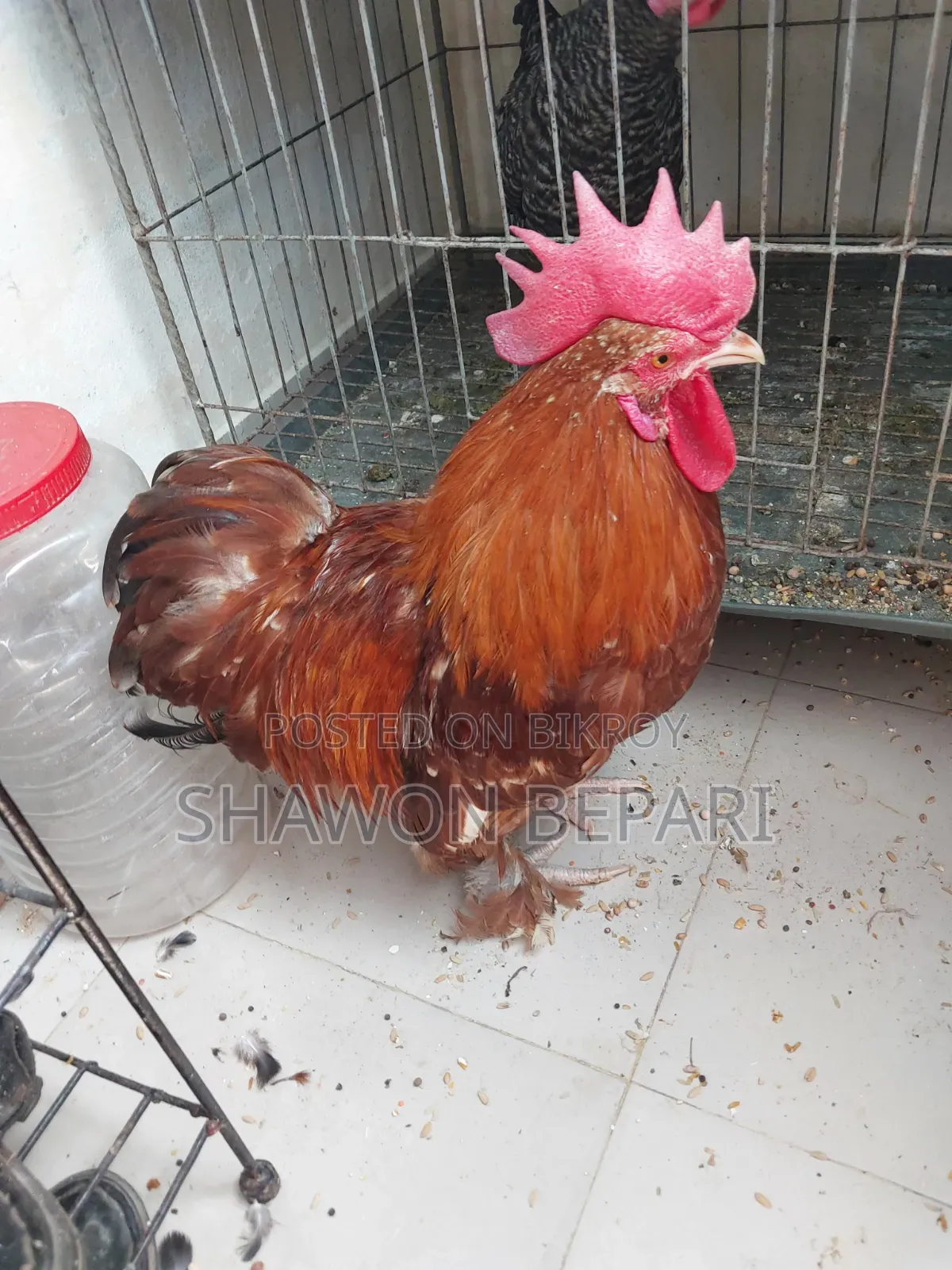 Chickens will be sold