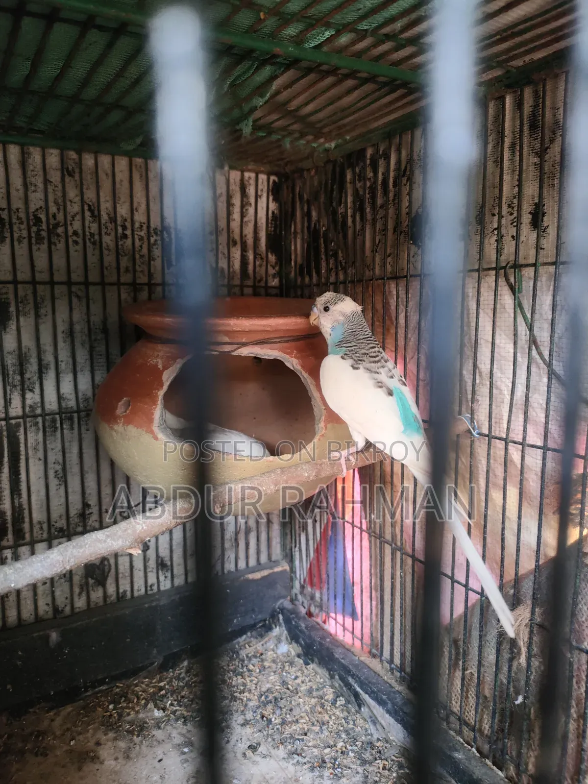 Rani Budgerigar With Baby