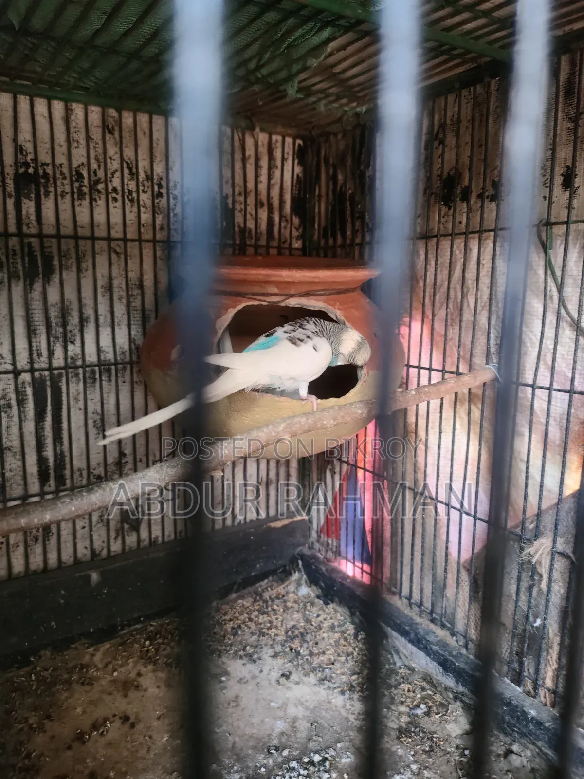 Rani Budgerigar With Baby