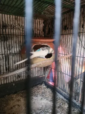 Rani Budgerigar With Baby