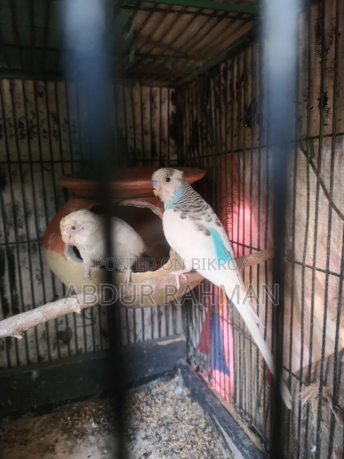 Rani Budgerigar With Baby