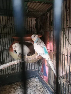 Rani Budgerigar With Baby
