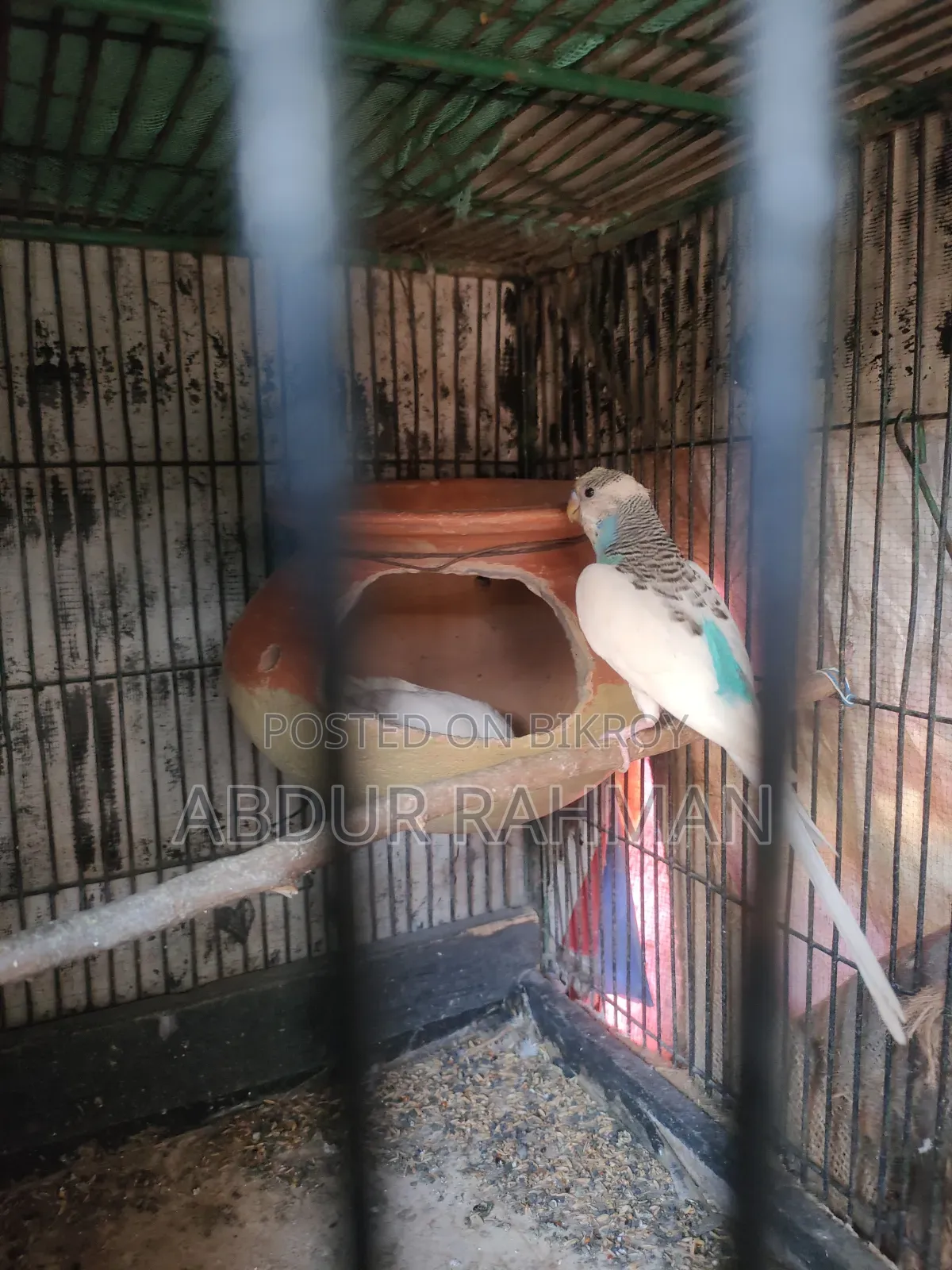 Rani Budgerigar With Baby