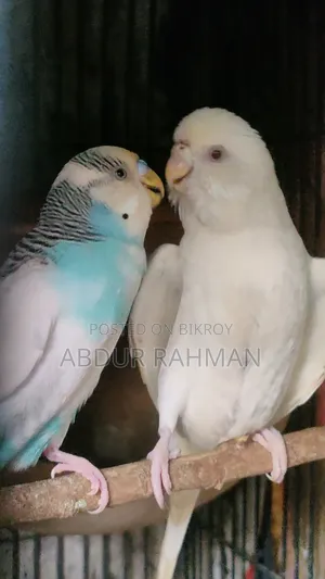 Rani Budgerigar With Baby