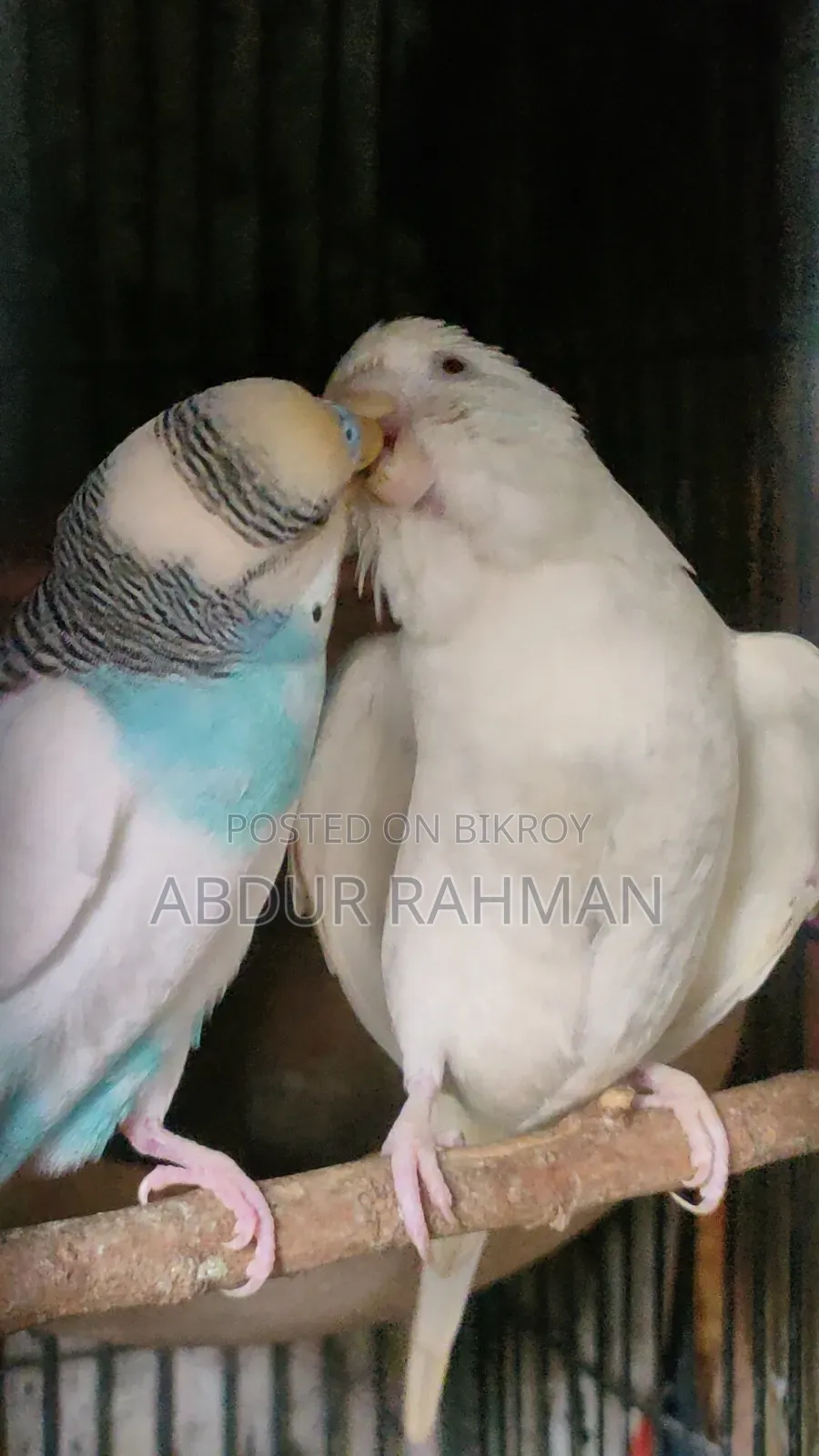Rani Budgerigar With Baby