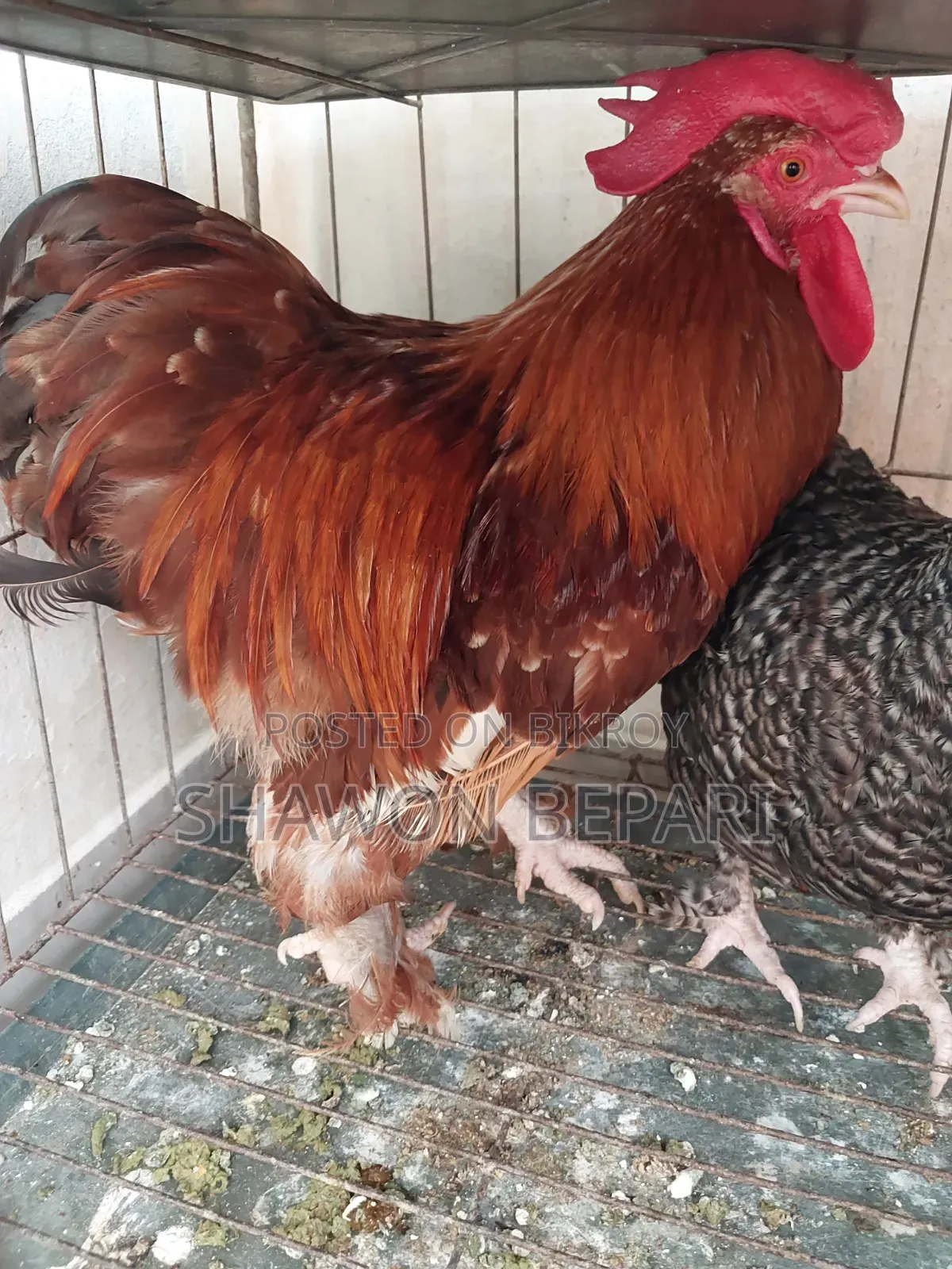 Chickens will be sold