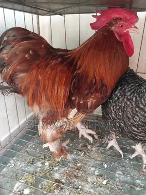 Chickens will be sold