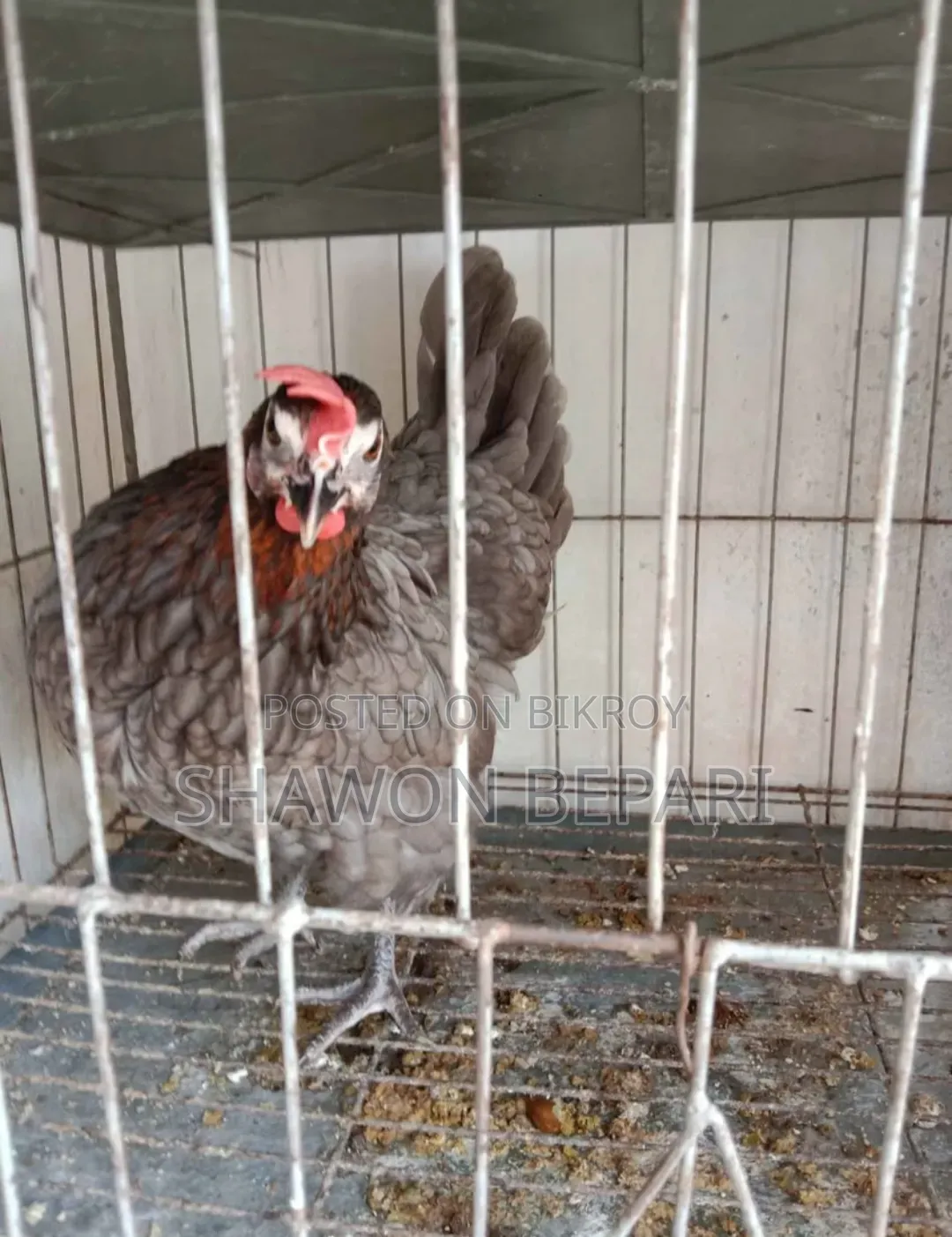 Chickens will be sold