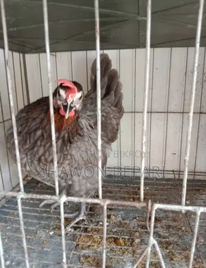 Chickens will be sold