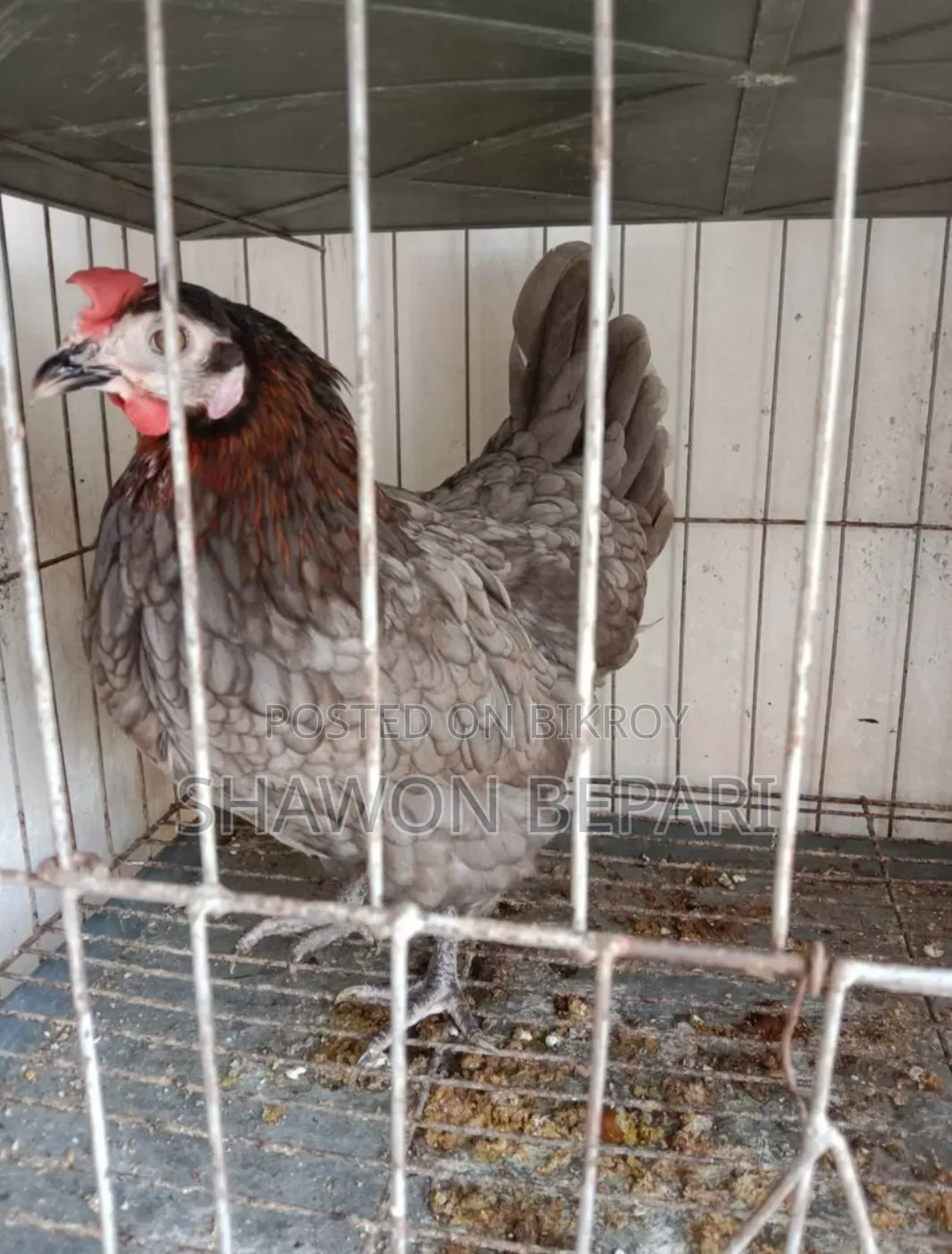 Chickens will be sold