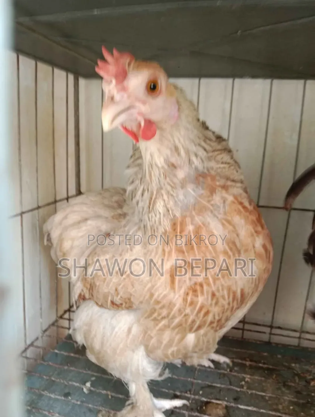 Chickens will be sold
