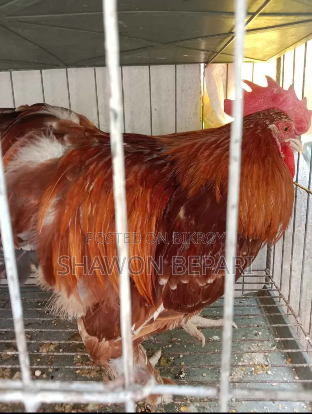 Chickens will be sold