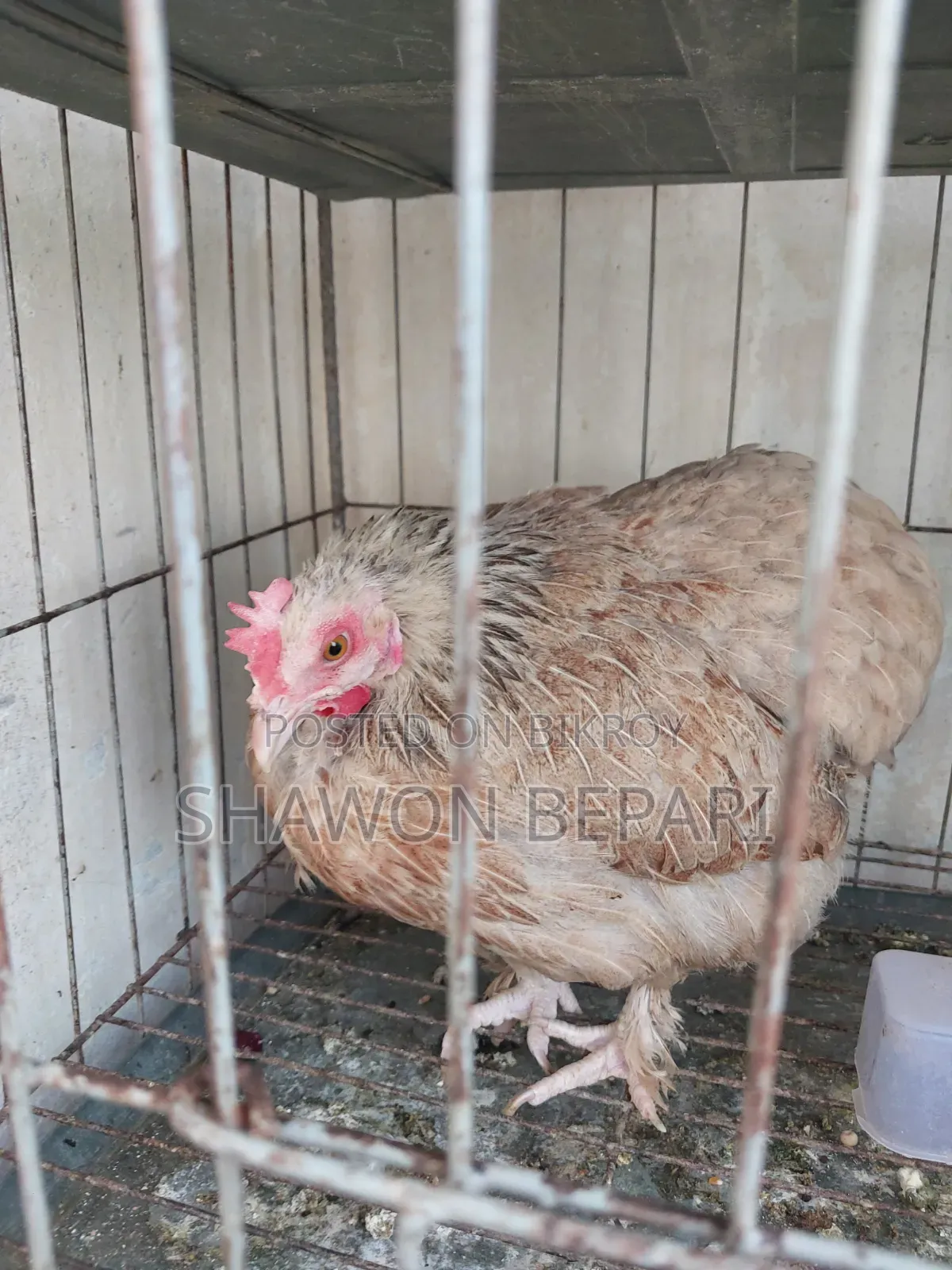 Chickens will be sold