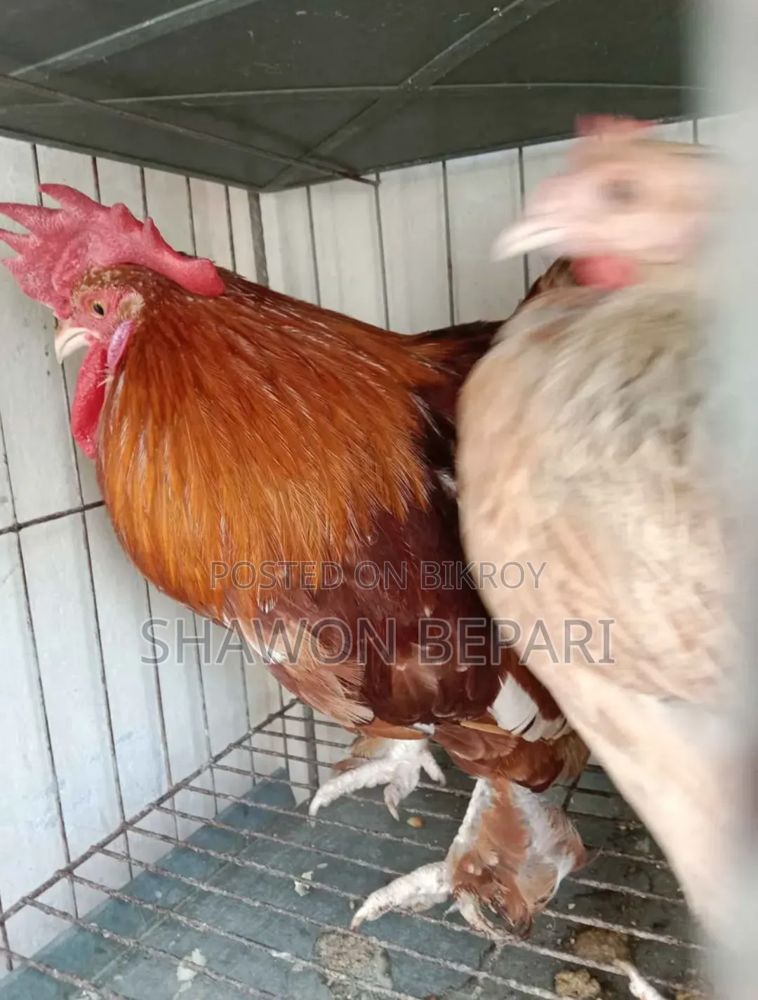 Chickens will be sold