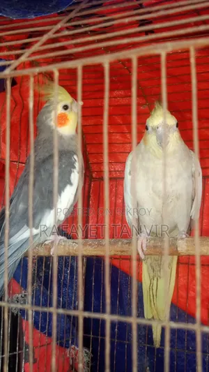 ককটেল পাখি
