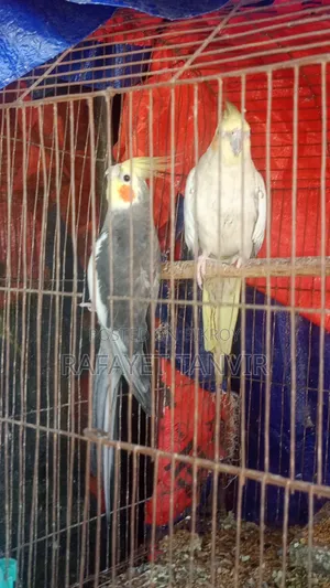 ককটেল পাখি