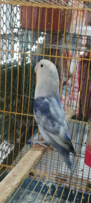 মিউটেশন নেম: ভায়োলেট ব্লু লাভ বার্ড সিঙ্গেল (ফিমেল)