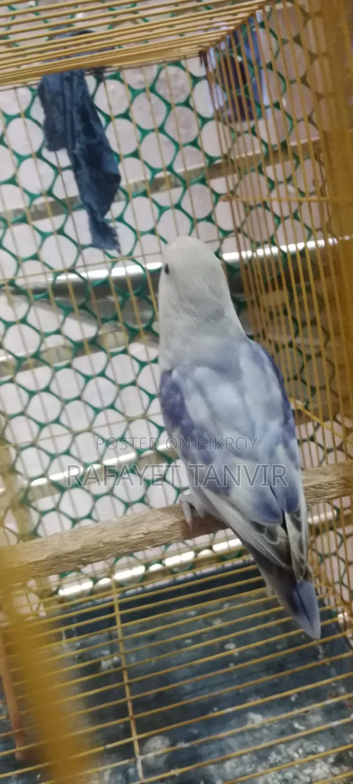মিউটেশন নেম: ভায়োলেট ব্লু লাভ বার্ড সিঙ্গেল (ফিমেল)