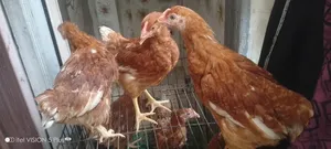 6 Layer Chickens Will Be Sold