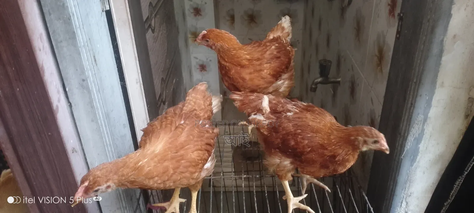6 Layer Chickens Will Be Sold