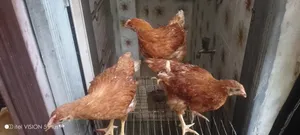 6 Layer Chickens Will Be Sold