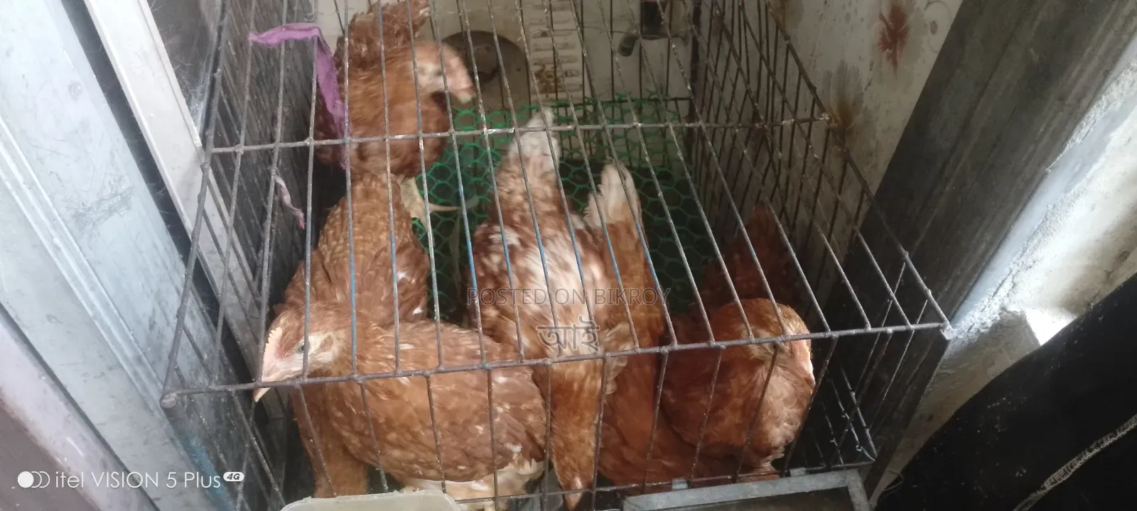 6 Layer Chickens Will Be Sold