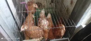 6 Layer Chickens Will Be Sold