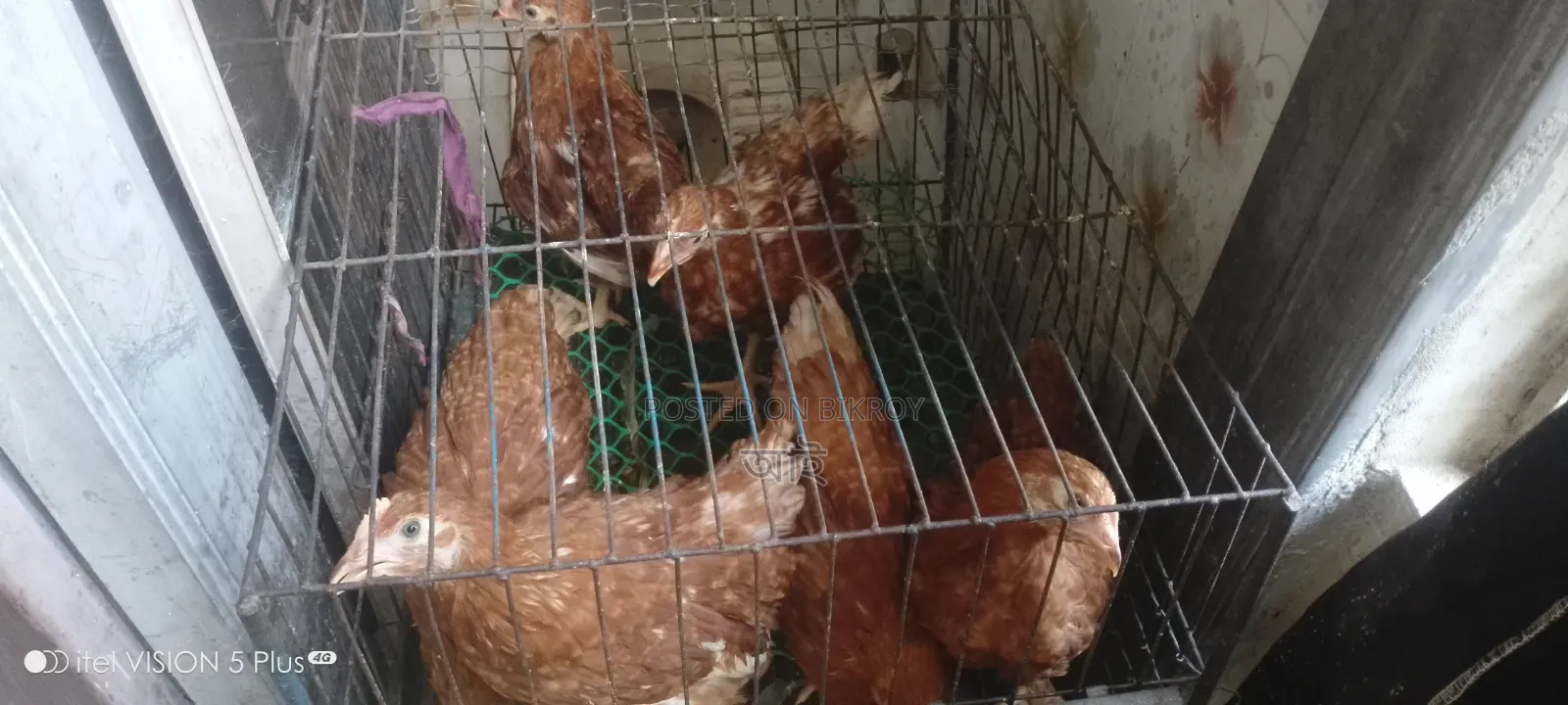 6 Layer Chickens Will Be Sold