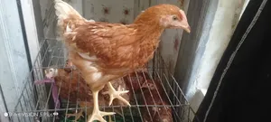 6 Layer Chickens Will Be Sold