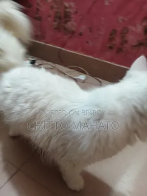 1+ year Female Purebred Persian
