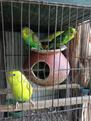 বাজরিগার পাখি