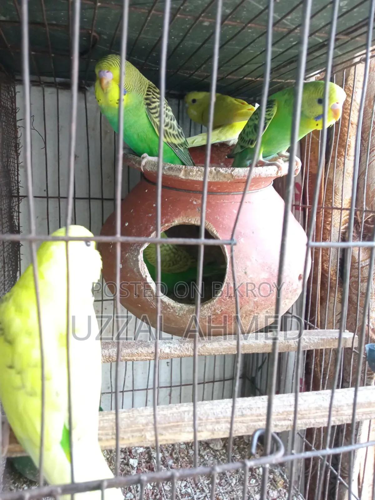 বাজরিগার পাখি