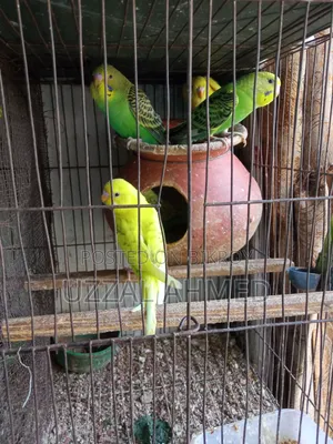 বাজরিগার পাখি