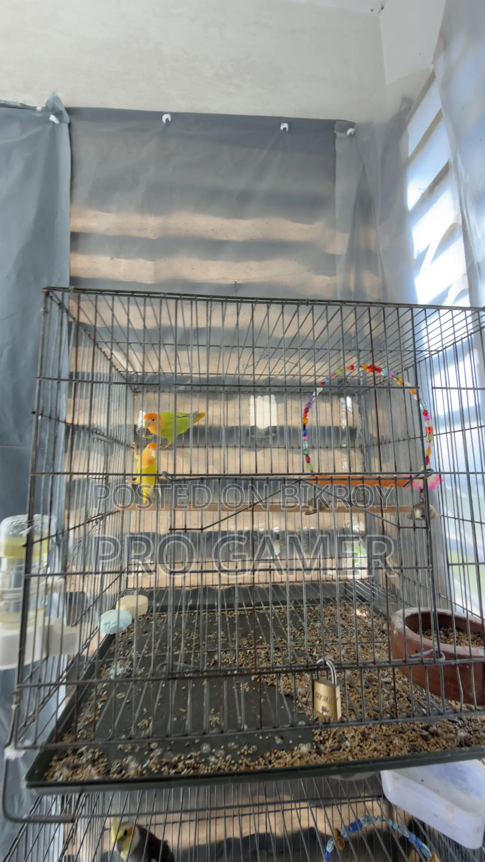 Love Birds