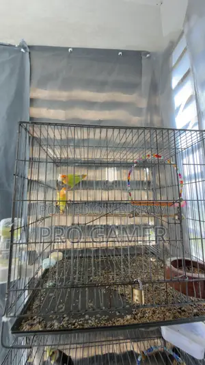 Love Birds