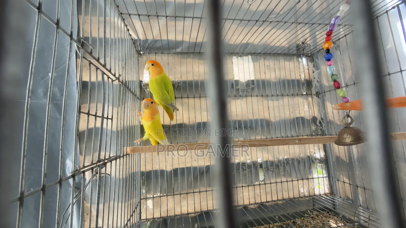 Love Birds
