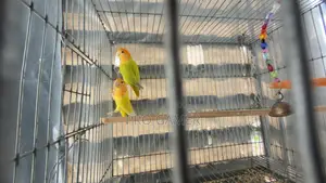 Love Birds