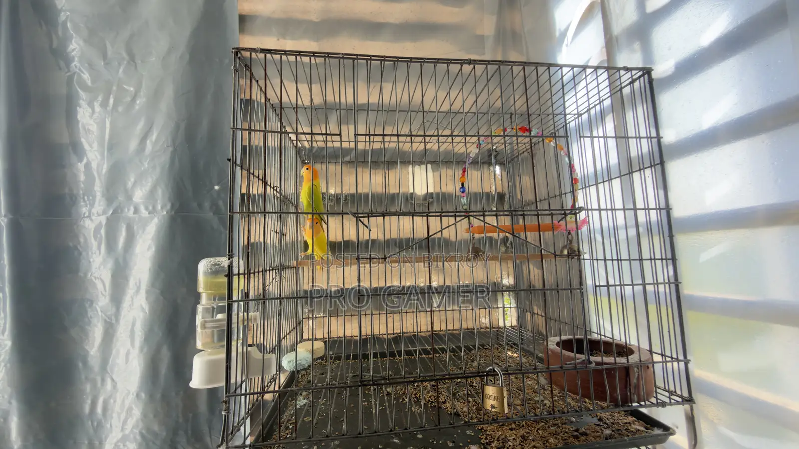 Love Birds
