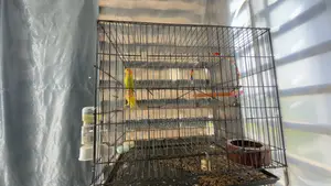 Love Birds