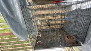 Cocktail Bird