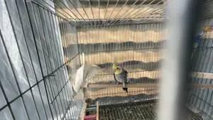 Cocktail Bird