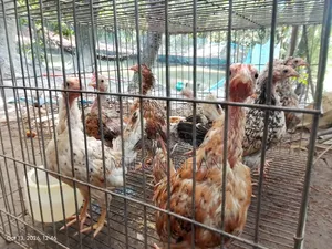 Deshi Chickens