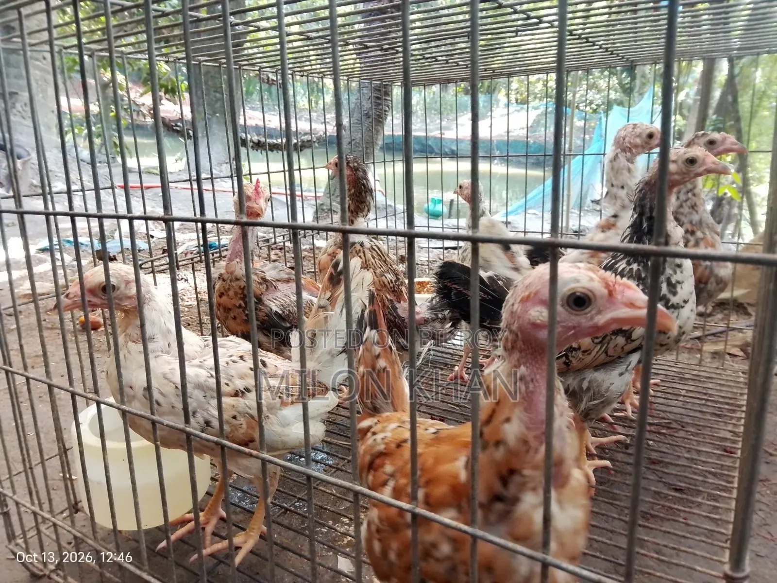 Deshi Chickens