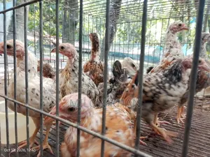 Deshi Chickens