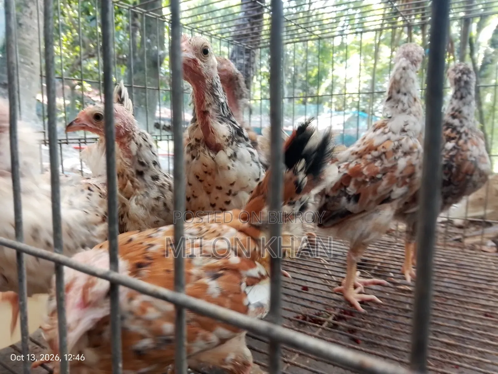 Deshi Chickens