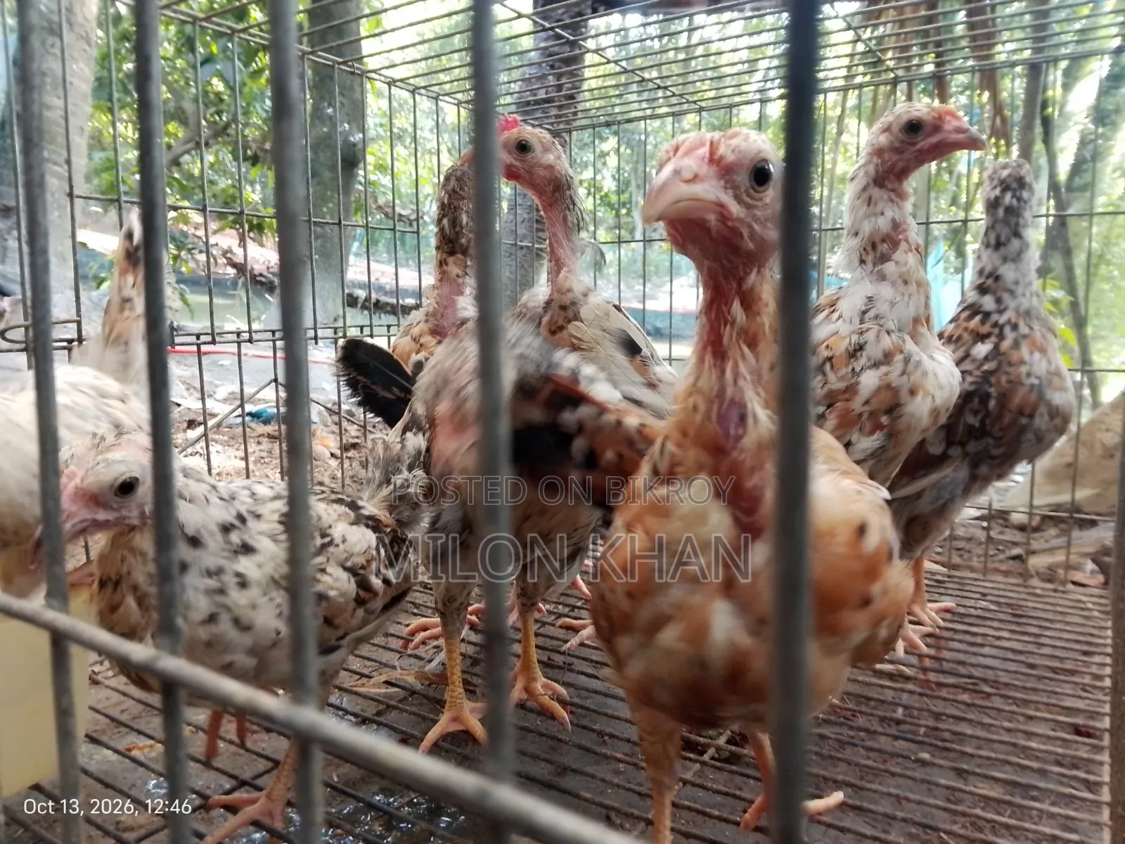 Deshi Chickens